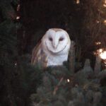 Ícone de conversão de texto em fala