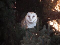 Coruja-das-torres ameaçada de extinção faz aparição “extremamente rara” em Calgary Ícone de conversão de texto em fala