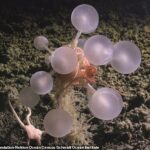 Sua forma esférica é coberta por pequenos ganchos que prendem as presas, um claro contraste com a alimentação suave e passiva realizada pela maioria das esponjas.