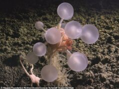 Cuidado com a BOLA DA MORTE carnívora: Cientistas ficam perplexos com uma nova espécie que vive na parte mais profunda do oceano Sua forma esférica é coberta por pequenos ganchos que prendem as presas, um claro contraste com a alimentação suave e passiva realizada pela maioria das esponjas.