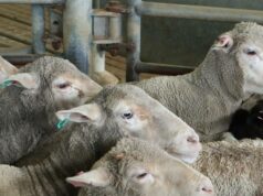 Demissão do produtor entre as preocupações levantadas pelos utilizadores do centro pecuário de Muchea Tamara Hooper
