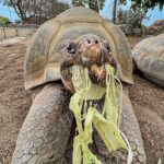 Vovó, a tartaruga de Galápagos, era a residente mais velha do Zoológico de San Diego quando morreu com aproximadamente 141 anos de idade