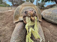 Desgosto quando a moradora mais velha do Zoológico de San Diego, Gramma, a tartaruga de Galápagos, morre com cerca de 141 anos de idade Vovó, a tartaruga de Galápagos, era a residente mais velha do Zoológico de San Diego quando morreu com aproximadamente 141 anos de idade