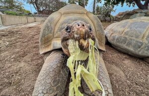Desgosto quando a moradora mais velha do Zoológico de San Diego, Gramma, a tartaruga de Galápagos, morre com cerca de 141 anos de idade Vovó, a tartaruga de Galápagos, era a residente mais velha do Zoológico de San Diego quando morreu com aproximadamente 141 anos de idade