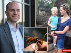 Diretor de escola particular de elite, filho morto por enxame de vespas gigantes asiáticas durante férias de tirolesa Diretor de escola particular de elite, filho morto por enxame de vespas gigantes asiáticas durante férias de tirolesa