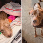 Dois cães passaram dias morrendo de fome - até que as equipes de resgate intervieram