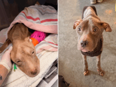 Dois cães passaram dias morrendo de fome – até que as equipes de resgate intervieram Dois cães passaram dias morrendo de fome - até que as equipes de resgate intervieram