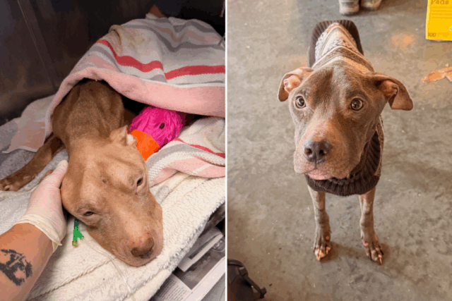 Dois cães passaram dias morrendo de fome - até que as equipes de resgate intervieram
