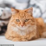 Uma dona de um gato francês foi multada em mais de mil libras depois que seu animal de estimação invadiu o jardim de um vizinho. FOTO DE ARQUIVO: Um gato ruivo deitado em uma cama