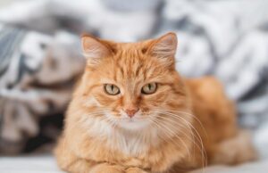 Dona de gato é multada em £ 1.100 depois que seu animal de estimação ‘invadiu’ o jardim de seu vizinho na França Uma dona de um gato francês foi multada em mais de mil libras depois que seu animal de estimação invadiu o jardim de um vizinho. FOTO DE ARQUIVO: Um gato ruivo deitado em uma cama