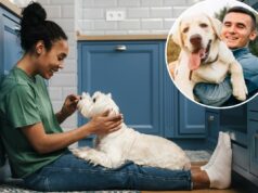 Donos de cães juram que a personalidade de seus animais de estimação reflete a sua: pesquisa Donos de cães juram que a personalidade de seus animais de estimação reflete a sua: pesquisa