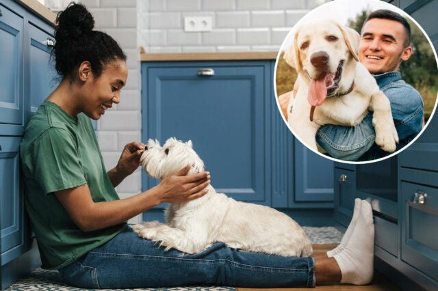Donos de cães juram que a personalidade de seus animais de estimação reflete a sua: pesquisa
