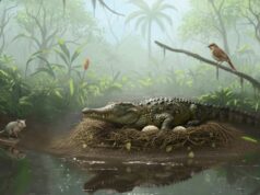‘Drop crocs’: evidências de crocodilos antigos que subiam em árvores encontradas em Queensland Reconstrução virtual do paleoecossistema Murgon durante o início do eoceno, 55 milhões de anos.