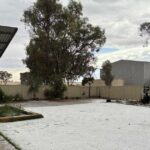 Edgecombes contabiliza o custo de 100 mm de chuva em suas colheitas prontas para colheita