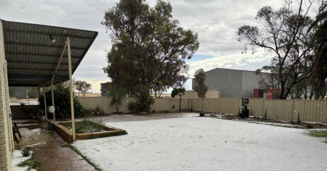 Edgecombes contabiliza o custo de 100 mm de chuva em suas colheitas prontas para colheita
