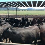 Elders diz que pode ficar tentado a vender ativos importantes à medida que aumenta o interesse de compra em confinamento