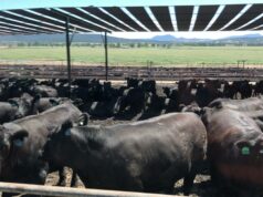 Elders diz que pode ficar tentado a vender ativos importantes à medida que aumenta o interesse de compra em confinamento Elders diz que pode ficar tentado a vender ativos importantes à medida que aumenta o interesse de compra em confinamento