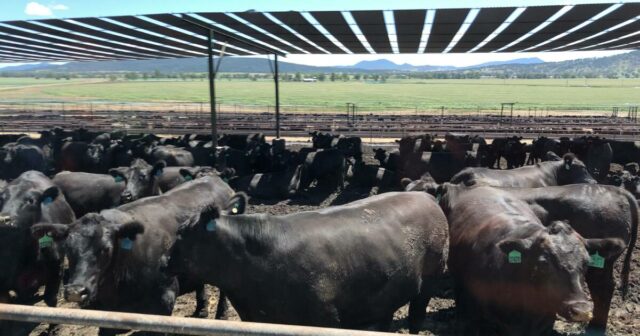 Elders diz que pode ficar tentado a vender ativos importantes à medida que aumenta o interesse de compra em confinamento
