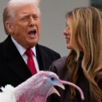 Trump com a primeira-dama Melania Trump. O presidente dos EUA usou seu próprio tipo de humor ao perdoar Gobble – um pássaro de 23,5 kg da Carolina do Norte.