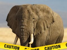 Elefantes atacam homem e depois voltam para matá-lo elefante-getty-1