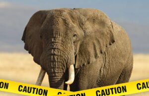 Elefantes atacam homem e depois voltam para matá-lo elefante-getty-1