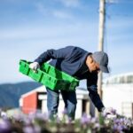 Uma fazenda repleta de dezenas de fileiras de flores de açafrão e plantas de mirtilo. Ao longe estão montanhas, fazendas e celeiros.
