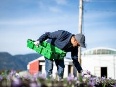 Eles estão cultivando o tempero mais caro do mundo no Canadá. Veja como Uma fazenda repleta de dezenas de fileiras de flores de açafrão e plantas de mirtilo. Ao longe estão montanhas, fazendas e celeiros.