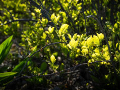 Especialistas emitem alerta à medida que o crescimento agressivo se espalha na região dos EUA: “É devastador vê-lo ser dominado” ��