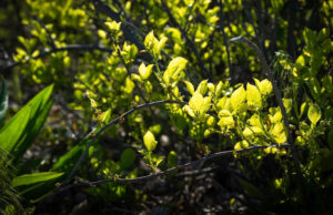 Especialistas emitem alerta à medida que o crescimento agressivo se espalha na região dos EUA: “É devastador vê-lo ser dominado” ��