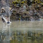 Ícone de conversão de texto em fala