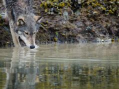 Esses lobos de BC descobriram como abrir armadilhas para caranguejos para conseguir comida Ícone de conversão de texto em fala