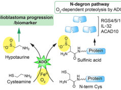 Esta droga comum parece combater um dos cânceres cerebrais mais mortais Diagrama de ação do câncer