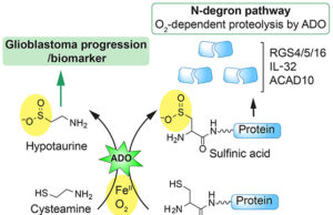 Esta droga comum parece combater um dos cânceres cerebrais mais mortais Diagrama de ação do câncer