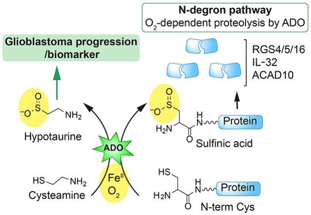 Diagrama de ação do câncer