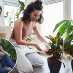 Esta é a melhor quantidade de plantas de interior para o bem-estar – e quanto é demais