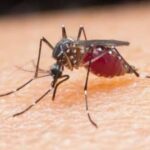 Estação chuvosa, cuidado com DHF, saúde BPJS: pode ser consultada!