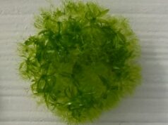 Este musgo sobreviveu 9 meses fora da Estação Espacial Internacional na dureza do espaço Ícone de conversão de texto em fala