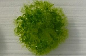 Este musgo sobreviveu 9 meses fora da Estação Espacial Internacional na dureza do espaço Ícone de conversão de texto em fala