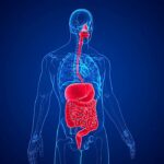 Estudo descobre ligação surpreendente entre ritmos intestinais e cerebrais