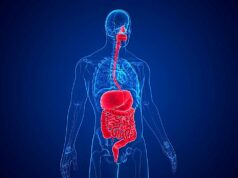 Estudo descobre ligação surpreendente entre ritmos intestinais e cerebrais Estudo descobre ligação surpreendente entre ritmos intestinais e cerebrais