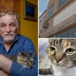 Família de Nova York se reencontra com gato 10 anos após o desaparecimento de seu animal de estimação