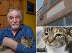 Família de Nova York se reencontra com gato 10 anos após o desaparecimento de seu animal de estimação Família de Nova York se reencontra com gato 10 anos após o desaparecimento de seu animal de estimação