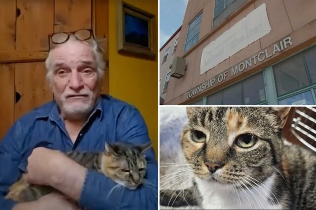 Família de Nova York se reencontra com gato 10 anos após o desaparecimento de seu animal de estimação
