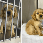 Filhote de cachorro Cocker Spaniel se rendeu – segue-se a descoberta comovente dos socorristas