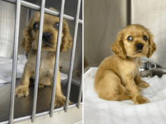 Filhote de cachorro Cocker Spaniel se rendeu – segue-se a descoberta comovente dos socorristas Filhote de cachorro Cocker Spaniel se rendeu – segue-se a descoberta comovente dos socorristas