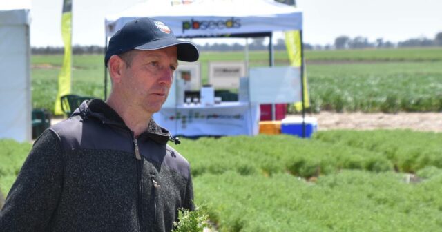 Fim do jogo: safra inesperada com penalidade de rendimento de 30% conquistando participação de mercado
