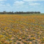 Finalmente, o progresso na batalha contra uma flor difícil de controlar que se tornou uma super erva daninha