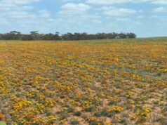 Finalmente, o progresso na batalha contra uma flor difícil de controlar que se tornou uma super erva daninha Finalmente, o progresso na batalha contra uma flor difícil de controlar que se tornou uma super erva daninha