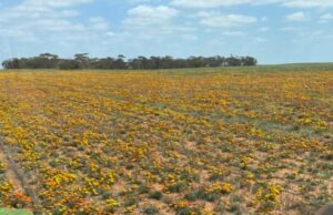 Finalmente, o progresso na batalha contra uma flor difícil de controlar que se tornou uma super erva daninha Finalmente, o progresso na batalha contra uma flor difícil de controlar que se tornou uma super erva daninha