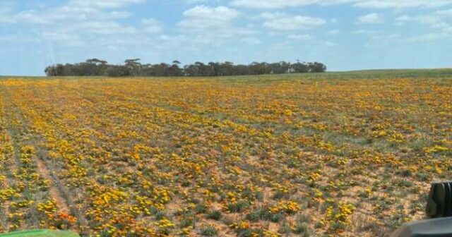 Finalmente, o progresso na batalha contra uma flor difícil de controlar que se tornou uma super erva daninha
